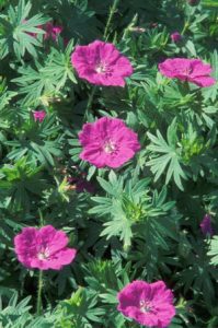 Geraniums Could Help Control Devastating Japanese Beetle Image